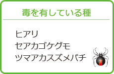 毒を有している種-ヒアリ・セアカゴケグモ・ツマアカスズメバチ