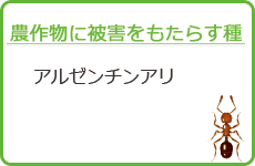 農作物に被害をもたらす種-アルゼンチンアリ