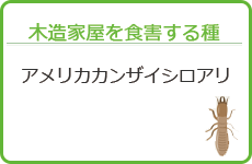 木造家屋を食害する種-アメリカカンザイシロアリ