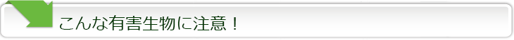 こんな有害生物に注意！